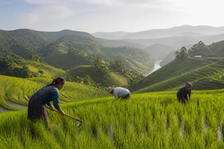 Reisbauern bei der Arbeit auf bewässerten Terrassenfeldern in einer malerischen Bergregion Myanmars, umgeben von üppiger Natur.