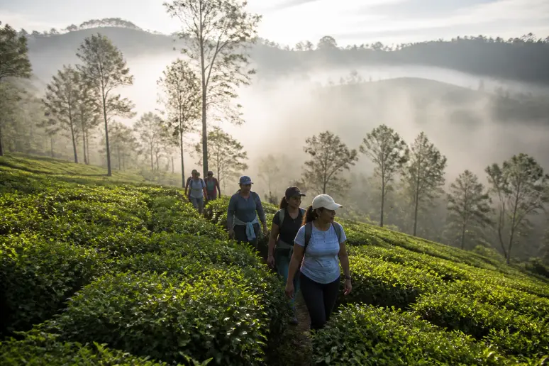 Wanderer genießen die kühle Luft und die üppigen Teeplantagen im Hochland von Sri Lanka während der Trockenzeit.