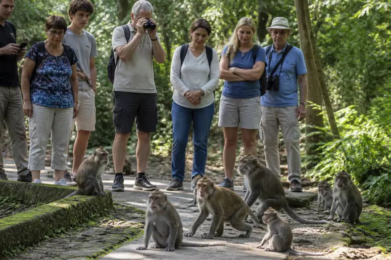 Deutsche Reisende beobachten neugierig Makaken im thailändischen Dschungel aus sicherer Entfernung.