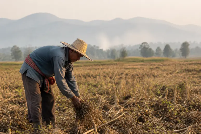 Bauer im Feld bei Chiang Mai während der 'Burning Season', Wetter Chiang Mai im März.