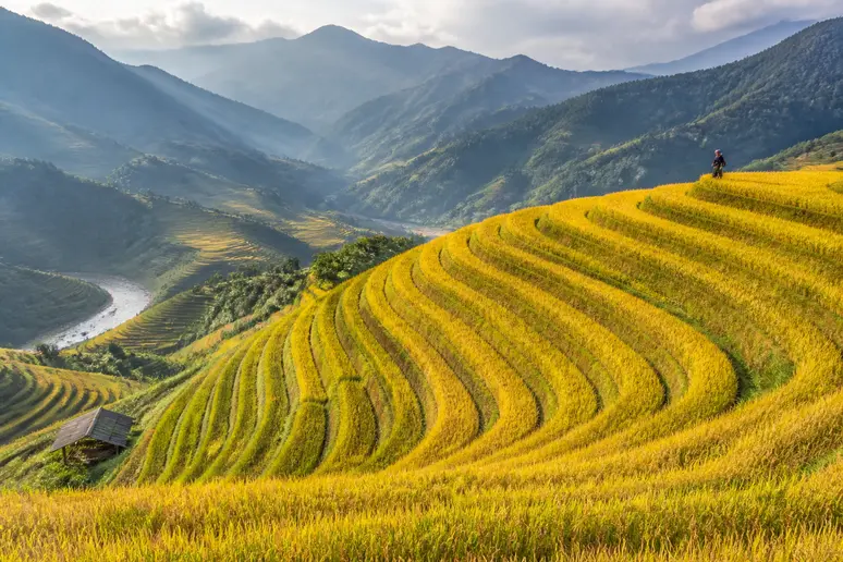 Goldene Reisterrassen an den Berghängen im herbstlichen Ha Giang bei klarem Tageslicht