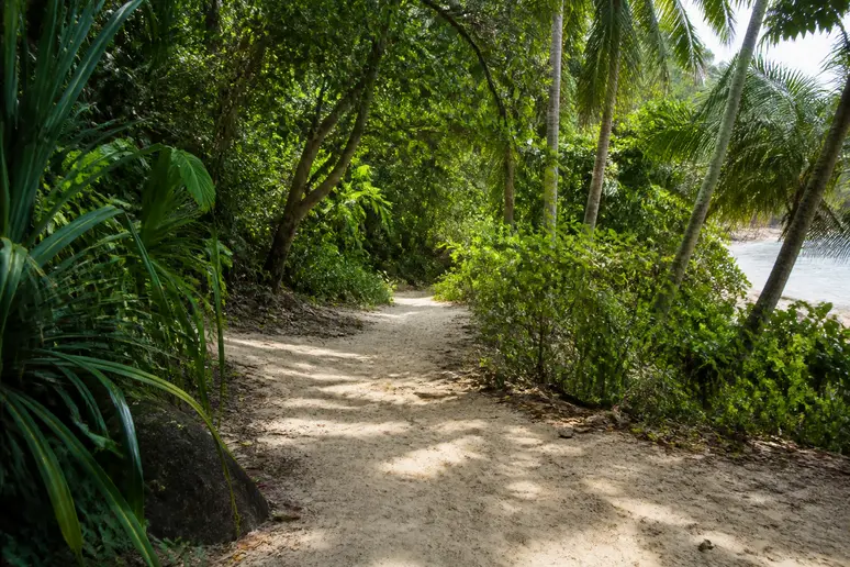 Schmaler Sandpfad durch die dichte Urlaubsvegetation auf der autofreien Insel für den Koh Kradan Reiseführer