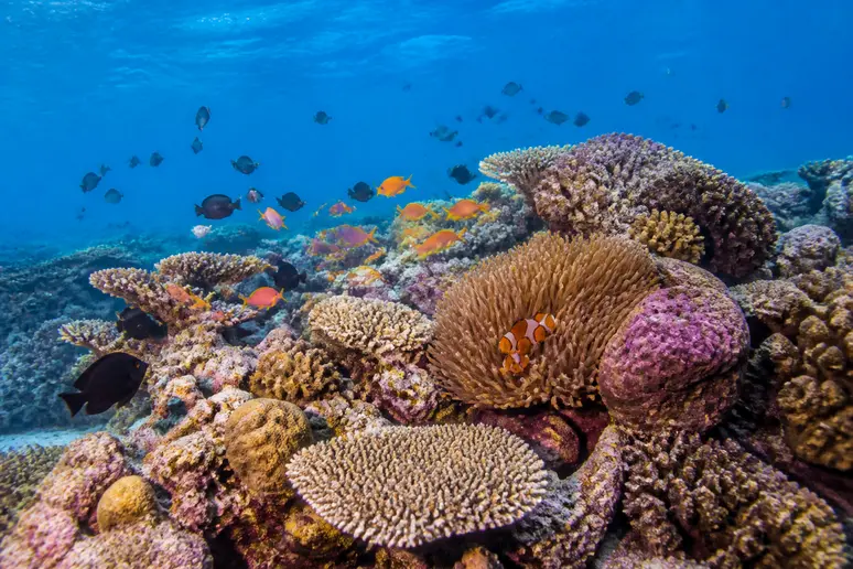 Bunte Korallengärten und tropische Rifffische am flachen Hausriff von Koh Ngai