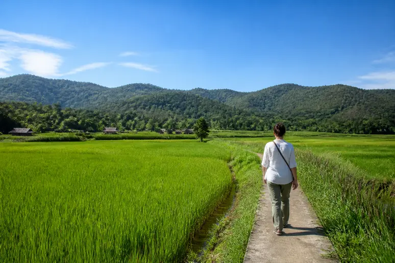 Sonnige Reisfelder und klare Bergsicht in Nordthailand im November